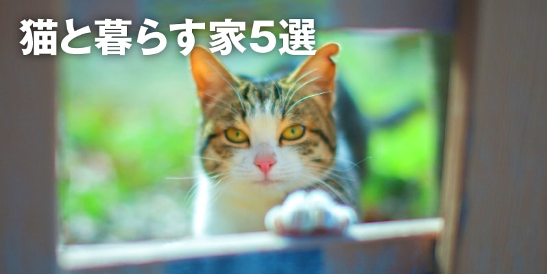畑の前に建つオシャレな平屋の写真